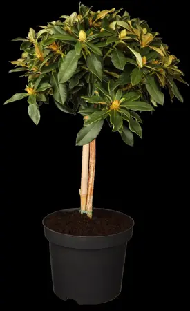 Rhododendron (Y) 'Golden Torch' - 5 Ltr pot - image 1
