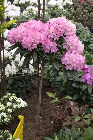 Rhododendron (Y) 'Kalinka' - 5 Ltr pot - image 5
