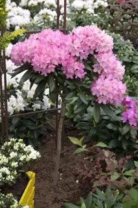 Rhododendron (Y) 'Kalinka' - 5 Ltr pot - image 5