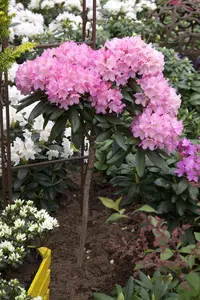 Rhododendron (Y) 'Kalinka' - 30-40 CM C5 - image 5