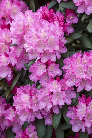 Rhododendron (Y) 'Kalinka' - 40-50 CM C20 - image 3
