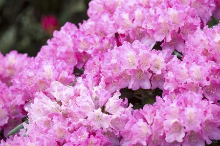 Rhododendron (Y) 'Kalinka' - 90 CM STEM 7.5 L - image 2