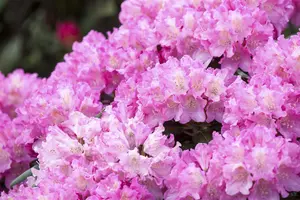 Rhododendron (Y) 'Kalinka' - 90 CM STEM 7.5 L - image 2