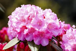 Rhododendron (Y) 'Kalinka' - 40-50 CM C20 - image 4