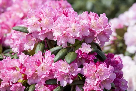 Rhododendron (Y) 'Kalinka' - 40-50 CM C20 - image 5