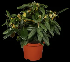 Rhododendron (Y) 'Kalinka' - 5 Ltr pot - image 3