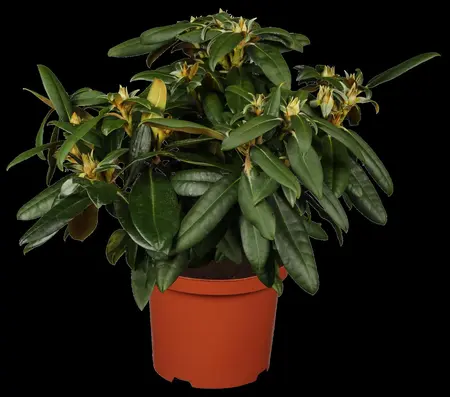 Rhododendron (Y) 'Kalinka' - 30-40 CM C5 - image 3