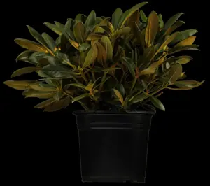 Rhododendron (Y) 'Kalinka'