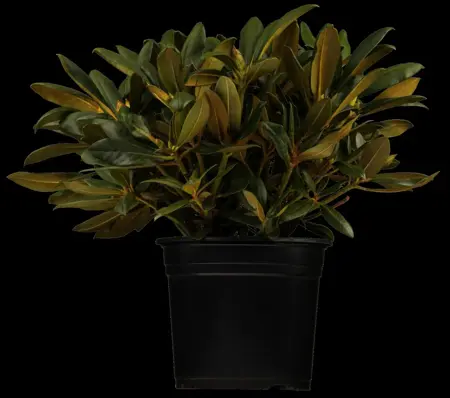 Rhododendron (Y) 'Kalinka' - P13 - image 1