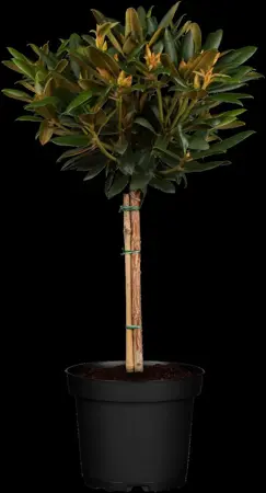 Rhododendron (Y) 'Kalinka' - 5 Ltr pot - image 4