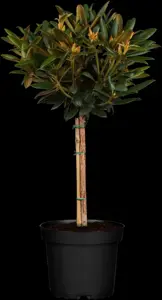 Rhododendron (Y) 'Kalinka' - 5 Ltr pot - image 4