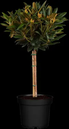 Rhododendron (Y) 'Kalinka' - 30-40 CM C5 - image 4
