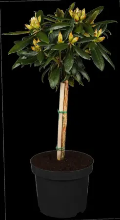 Rhododendron (Y) 'Kalinka' - 5 Ltr pot - image 2