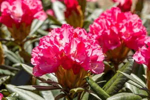Rhododendron (Y) 'Love Song'