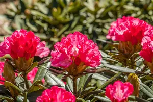 Rhododendron (Y) 'Love Song' - 50-60 CM C10 - image 2