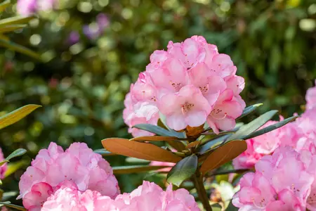 Rhododendron (Y) 'Love Song' - 50-60 CM C10 - image 3