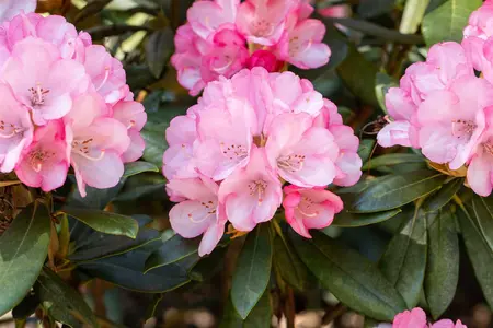 Rhododendron (Y) 'Love Song' - 50-60 CM C10 - image 4