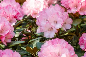 Rhododendron (Y) 'Love Song' - 50-60 CM C10 - image 5