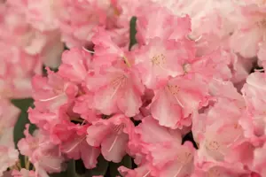 Rhododendron (Y) 'Marlis'