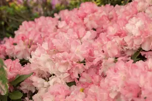 Rhododendron (Y) 'Marlis' - 5 Ltr pot - image 2