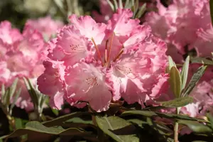 Rhododendron (Y) 'Marlis' - 5 Ltr pot - image 3