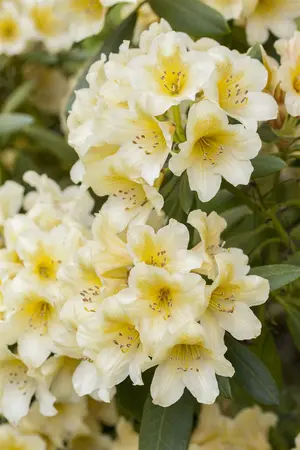 Rhododendron (Y) 'Millenium Gold' - 30-40 CM C5 - image 2