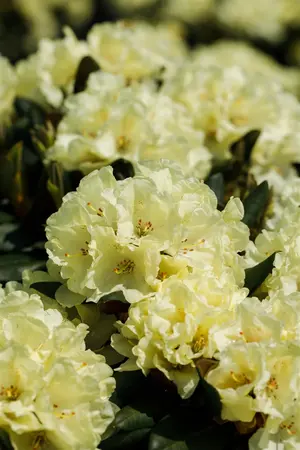 Rhododendron (Y) 'Millenium Gold' - 30-40 CM C5 - image 5