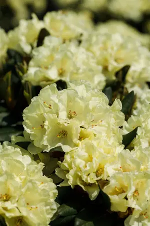 Rhododendron (Y) 'Millenium Gold' - 50-60 CM C10 - image 5