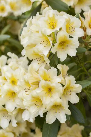 Rhododendron (Y) 'Millenium Gold' - 5 Ltr pot - image 2