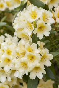 Rhododendron (Y) 'Millenium Gold' - 5 Ltr pot - image 2