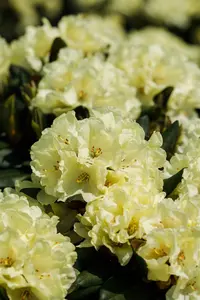 Rhododendron (Y) 'Millenium Gold' - 5 Ltr pot - image 5