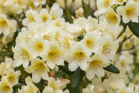 Rhododendron (Y) 'Millenium Gold' - 30-40 CM C5 - image 1