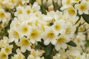 Rhododendron (Y) 'Millenium Gold'