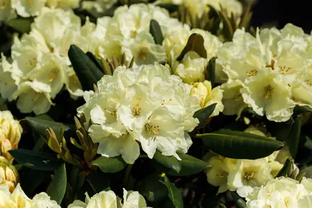 Rhododendron (Y) 'Millenium Gold' - 5 Ltr pot - image 3