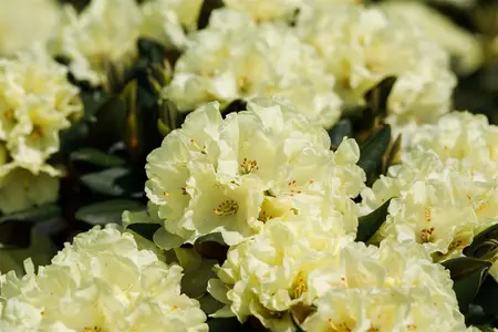 Rhododendron (Y) 'Millenium Gold' - 5 Ltr pot - image 4