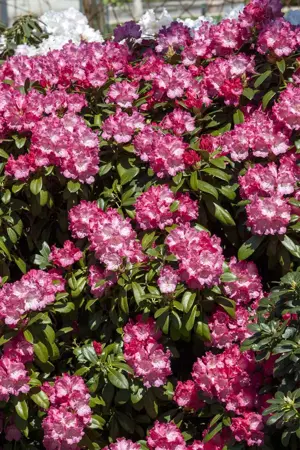 Rhododendron (Y) 'Morgenrot' - 3 Ltr pot - image 1