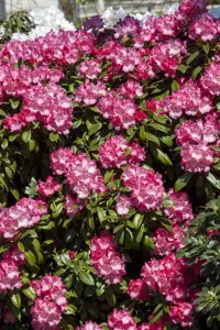 Rhododendron (Y) 'Morgenrot' - 4 Ltr pot - image 1
