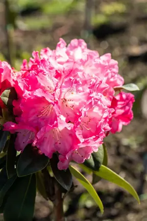 Rhododendron (Y) 'Morgenrot' - 4 Ltr pot - image 5