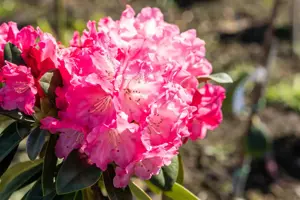 Rhododendron (Y) 'Morgenrot' - 3 Ltr pot - image 4