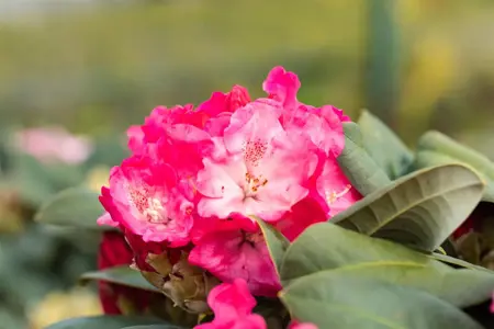 Rhododendron (Y) 'Morgenrot' - 4 Ltr pot - image 3