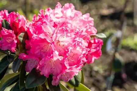 Rhododendron (Y) 'Morgenrot' - 4 Ltr pot - image 4
