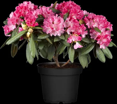 Rhododendron (Y) 'Morgenrot' - 4 Ltr pot - image 2