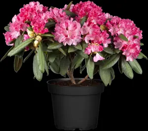 Rhododendron (Y) 'Morgenrot' - 4 Ltr pot - image 2