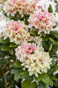 Rhododendron (Y) 'Percy Wiseman' - 40-50 CM C5 - image 4