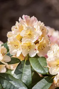 Rhododendron (Y) 'Percy Wiseman' - 40-50 CM C5 - image 5