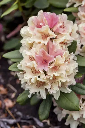 Rhododendron (Y) 'Percy Wiseman' - 70-80 CM C15 - image 2