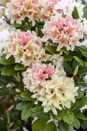 Rhododendron (Y) 'Percy Wiseman' - 70-80 CM C15 - image 4