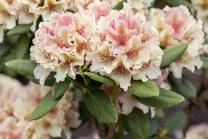 Rhododendron (Y) 'Percy Wiseman' - 2 Ltr pot - image 3