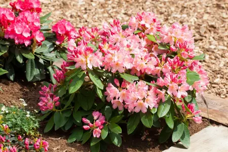 Rhododendron (Y) 'Percy Wiseman' - 40-50 CM C5 - image 1