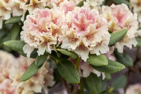Rhododendron (Y) 'Percy Wiseman' - 70-80 CM C15 - image 3